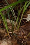 Roan Mountain sedge